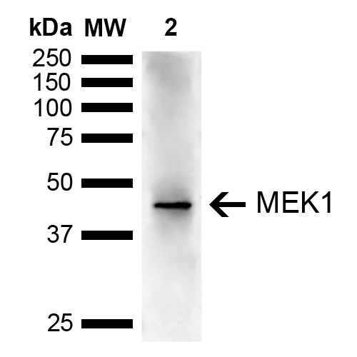 Anti-MEK1 Antibody