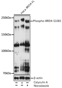 Anti-Brd4 (phospho Ser1083) Antibody [ARC5019-01]