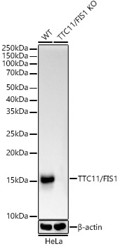 Anti-TTC11 / FIS1 Antibody [ARC5010-01]