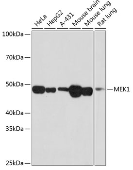 Anti-MEK1 Antibody [ARC0044]