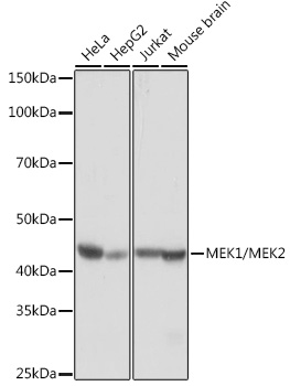 Anti-MEK1 + MEK2 Antibody [ARC0292]