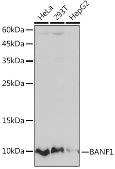 Anti-BANF1 / BAF Antibody [ARC2085]