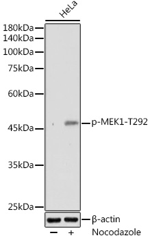 Anti-MEK1 (phospho Thr292) Antibody