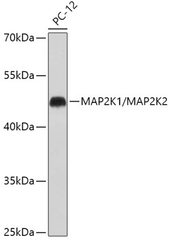 Anti-MEK1 + MEK2 Antibody