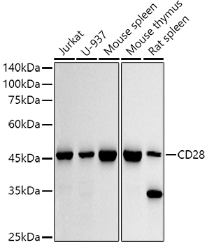 Anti-CD28 Antibody [ARC5082-01]