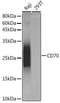 Anti-CD70 Antibody [ARC5081-01]