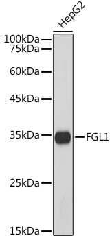 Anti-FGL1 Antibody [ARC5134-01]