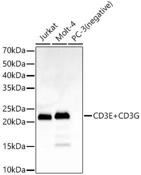 Anti-CD3 epsilon + CD3G Antibody [ARC5083-01]