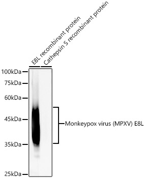 Anti-Monkeypox virus OPG105 / E8L Antibody [ARC59811]