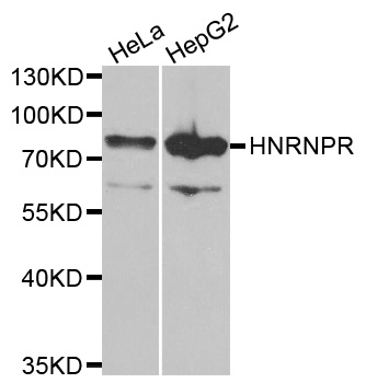 Anti-HNRNPR Antibody