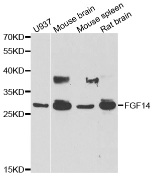 Anti-FGF14 Antibody