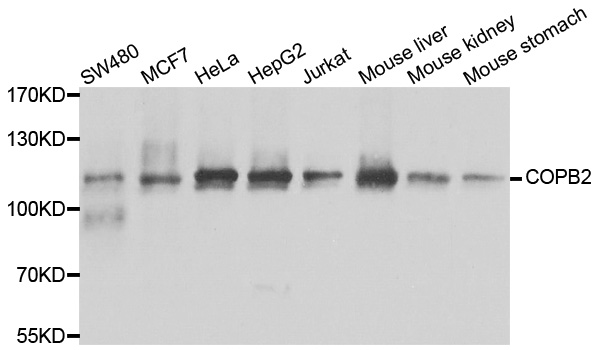 Anti-COPB2 Antibody