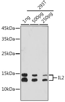 Anti-IL-2 Antibody [ARC5130-01]