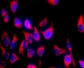 Mitochondrion and Nuclear Staining Kit