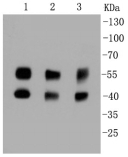 Anti-JNK1/2/3 Antibody