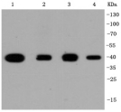 Anti-p38 Antibody