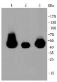 Anti-MEK1/2 Antibody