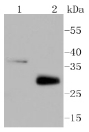 Anti-MCL1 Antibody