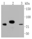 Anti-Stat3 Antibody