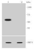 Anti-AKT (phospho-Ser473) Antibody