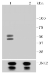 Anti-JNK1/2/3 (Phospho-T183) Antibody