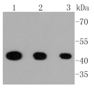 Anti-MEK1 (phospho-S218/S222) Antibody