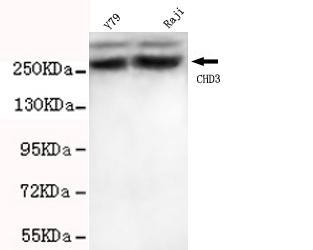Anti-CHD3 (C-terminus) Antibody