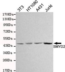 Anti-SMYD2 Antibody