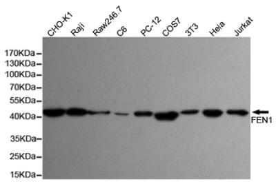 Anti-FEN1 (7H8) Antibody