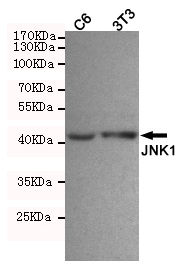 Anti-JNK1 (1A4) Antibody