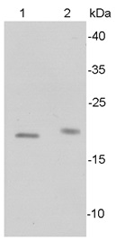 Anti-Bax Antibody