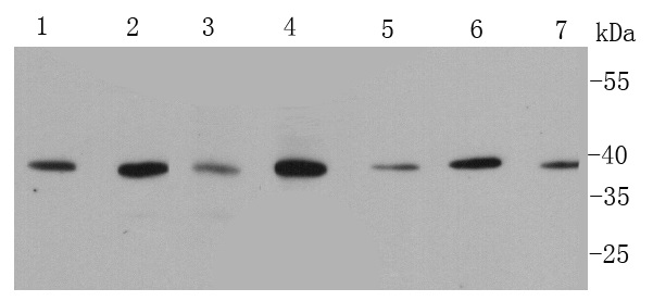 Anti-p38 Antibody