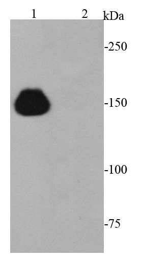 Anti-CRISPR-Cas9 Antibody