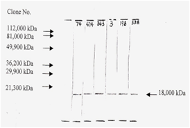 Anti-bFGF Antibody [F-3]