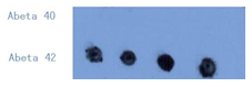 Anti-Amyloid beta Peptide 42 Antibody [CA9 3B3]