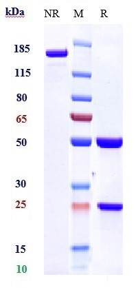 Nivolumab Biosimilar - Anti-PD1 Antibody - Low endotoxin, Azide free