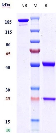 Anti-BTN1A1 Antibody [ICT-01] - Low endotoxin, Azide free