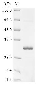 Recombinant Monkeypox Virus A46R Protein (N-Terminal 6x His-SUMO Tag)