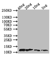 Anti-Monkeypox Virus A29L Antibody