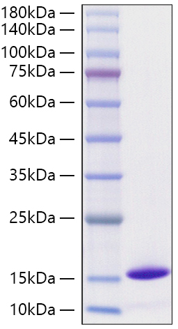 Recombinant Monkeypox Virus D6L Protein (C-Terminal 6x His Tag)