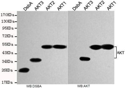 Anti-total AKT Antibody