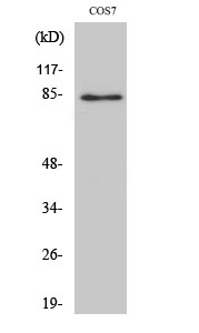 Anti-Stat1 Antibody