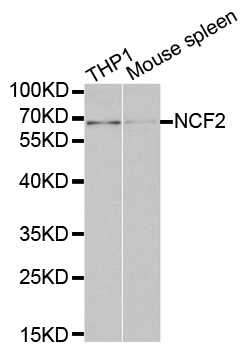 Anti-NCF2 Antibody