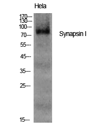 Anti-Synapsin I Antibody