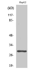 Anti-PTTG1 / 2 / 3 Antibody