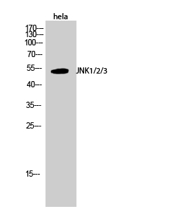 Anti-JNK1 / 2 / 3 Antibody