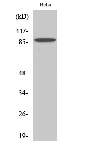 Anti-C-TAK1 Antibody