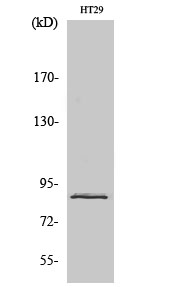 Anti-Stat3 Antibody