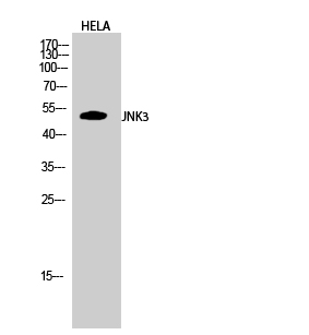 Anti-JNK3 Antibody