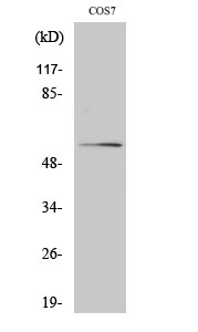 Anti-Akt Antibody